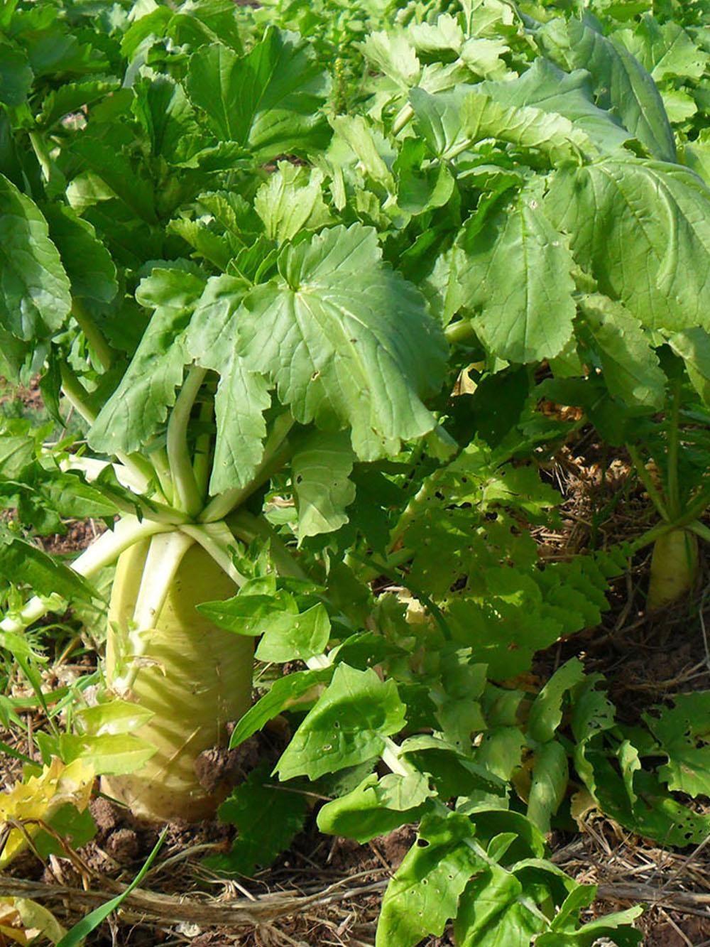 Daikon Oil Seed Radish
